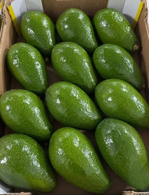 Fresh Hass Avocado – Grade A, Supplier from Uganda, SOURCEKEY
