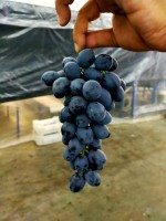 Autumn Royal Seedless Table Grapes for Export – Fresh Grapes from Egypt