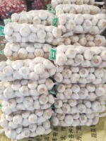 Fresh Garlic (White & Purple) – Wholesale from China