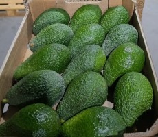 Fresh Hass Avocado – Grade A, Supplier from Uganda, SOURCEKEY