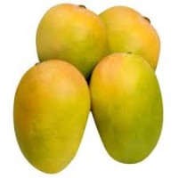 Gir Kesar Mango Wholesale from India - Sweet and Fiberless