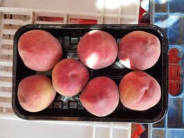 Egyptian Fresh Peaches Grade AA for Export at Wholesale Price