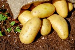 Fresh Potato – Loker Brand, Export Quality, Bulk Supply from India