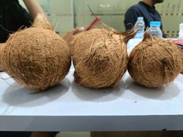 Semi Husked Mature Coconut for Coconut Oil & Milk Production – Wholesaler Indonesia