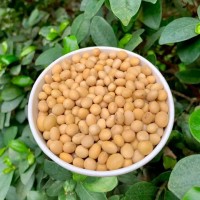 Non-GMO Soybean for Food & Feed – Direct Manufacturer Supply from Brazil