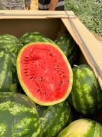 Egyptian Fresh Watermelon Red Flesh Black Seeds for Wholesale Supply
