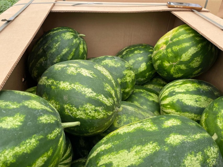 Egyptian Fresh Watermelon Red Flesh Black Seeds for Wholesale Supply