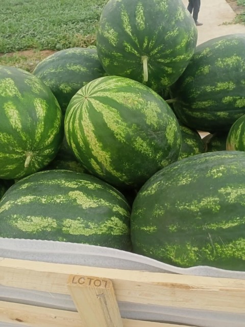 Egyptian Fresh Watermelon Red Flesh Black Seeds for Wholesale Supply