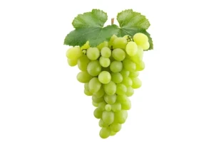 Premium Egyptian Grapes for Export – Vibrant, Fresh & Wholesale Supply