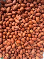 Grade A Groundnut Peanuts GG20 for Sale – Bulk Supplier and Exporter India