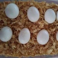 Live Baby Parrots and Fertile Parrot Eggs Supplier from Poland – Hand-Raised & Healthy