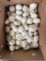 Pure White Garlic Wholesaler – Export Quality from China