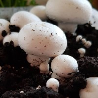 Fresh Button Mushrooms Exporter – Organic White Mushrooms