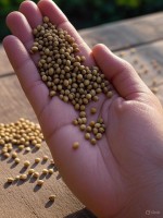 Premium Indian Coriander Seeds Wholesaler for Food Processing & Spices