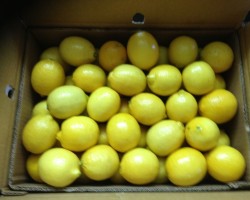 Fresh Eureka Yellow Lemons for Export –  Citrus from South Africa