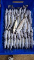 Frozen Jack Mackerel – Export Grade Mackerel Fish at Wholesale Rate