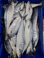 Frozen Queen Fish Supplier from Oman – Wholesale Export Quality