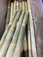 Frozen Sugarcane Stick for Juice – Brix 17-20 – Supplier from Vietnam