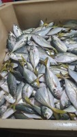 Frozen Yellowtail Scad (atule Mate)