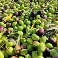 Moroccan Extra Virgin Olive Oil – Pure, Natural, Cold Pressed for Gourmet Use