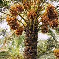 Premium Iranian Dates Pistachios Raisins Saffron - from Bulk Supplier