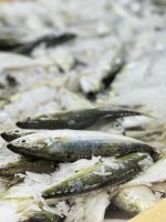 Premium Frozen Indian Mackerel Supplier from Oman