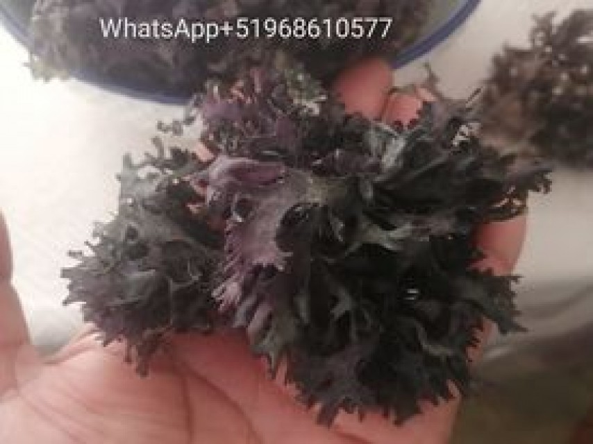Peruvian Sea Moss: Unleash the Power of Chondrus Crispus Irish Moss