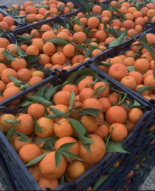 Premium Fresh Moroccan Citrus Fruit - Direct Sourcing