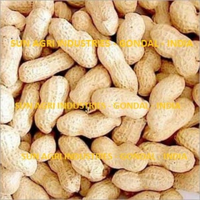 Indian Groundnut Kernels - High-Quality BOLD and JAVA Peanuts