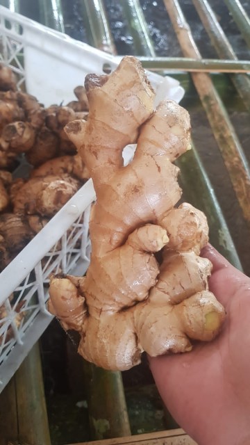 Premium Fresh Ginger Supply from Indonesia