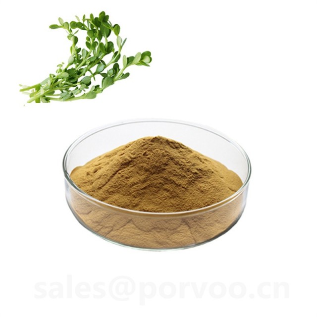 100% Pure Natural bacopa monnieri extract powder
