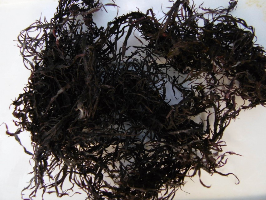 Seaweed gigartina chamissoi Dried