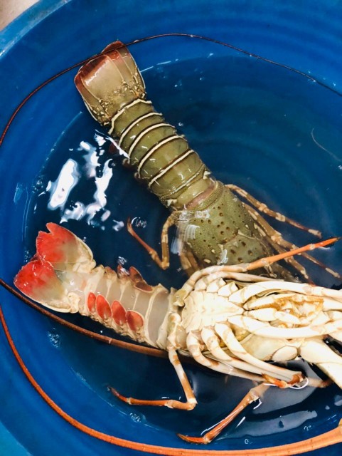 Lobster Head On