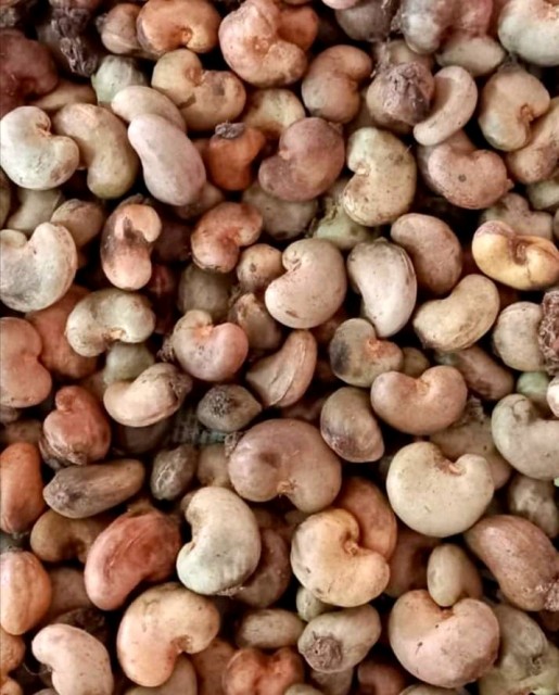 Tanzanian Raw Cashew Nuts - Wholesale Trading Rates