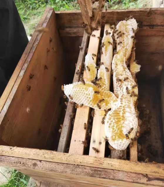 Hanibei Natural Honey