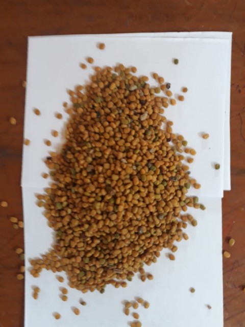 Calopogonium mucunoides seeds