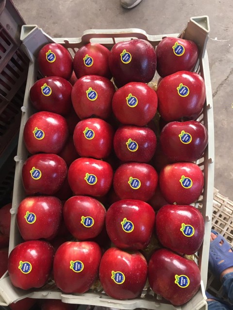 Premium Fresh Apple - Wholesale Supply from Iran