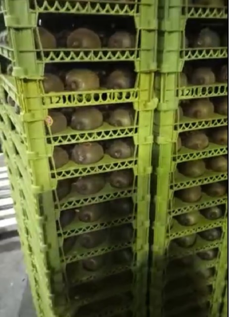 Premium Golden Fresh Kiwi - High-Quality Supplier