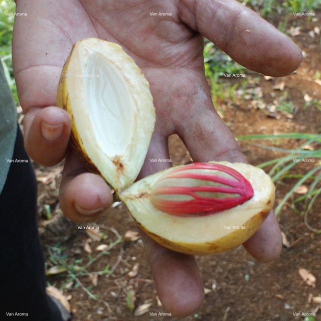 Nutmeg Oil (Java | Bogor) - Premium 9% Myristicin NM-001