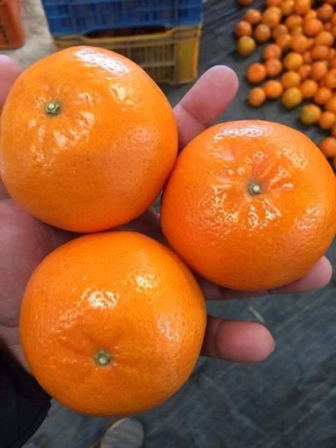 Kinnow Citrus Fruit