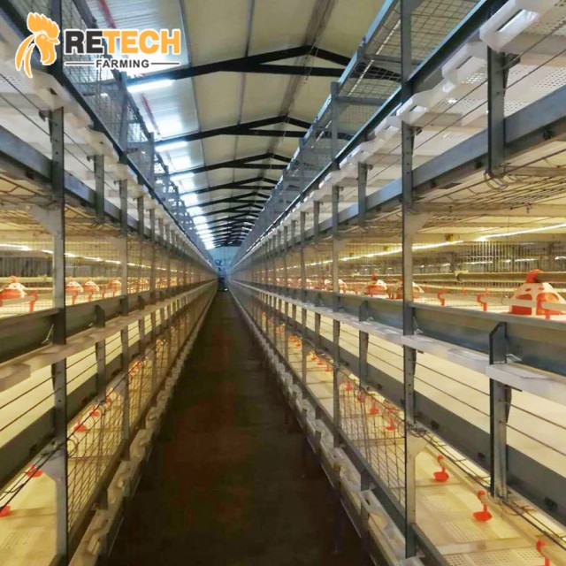 Automatic Chicken Poultry Farm Equipments for Broiler