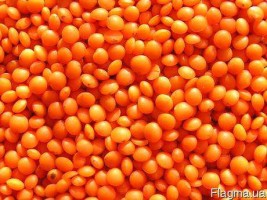 Red Lentils