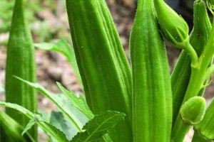 Fresh Okra