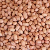 Peanuts or Groundnuts - Bulk Rate from Top Supplier, Best Price India