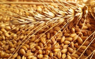 Animal Wheat Feed & Wheat for human consumption