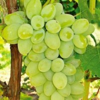 Green Grapes