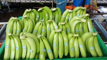 Fresh Green & Yellow Banana