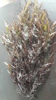 Seaweed gigartina chamissoi Dried