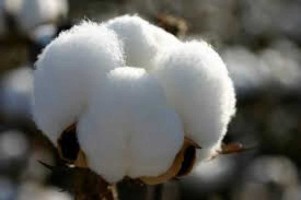 raw cotton