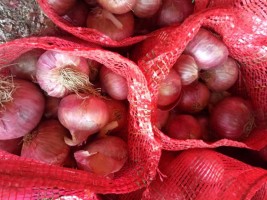 Export Onions